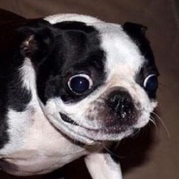 Meet your Posher, Anna - Picture 1 of 1